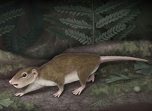Reconstrução artística do "Rugosodon eurasiaticus", que tinha hábitos noturnos